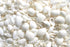 wedding shells